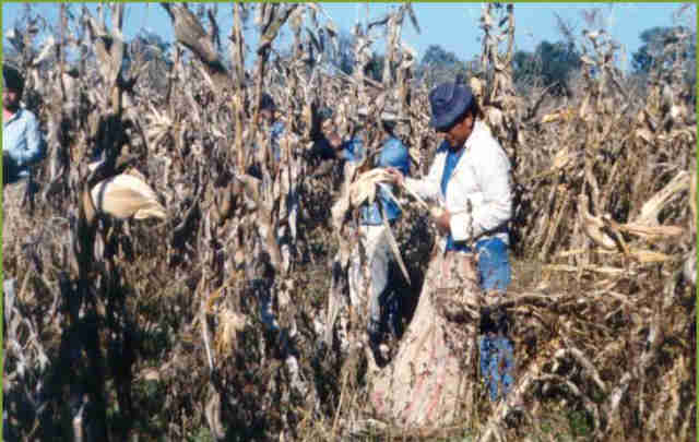 La Afip detectó trabajo esclavo en un establecimiento agropecuario de