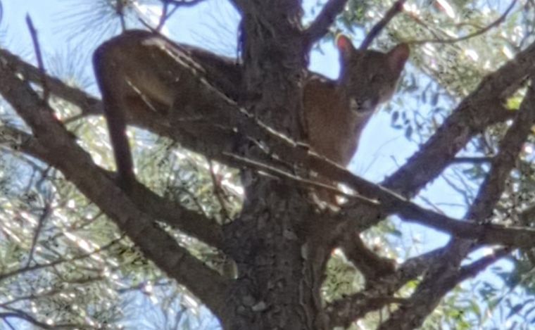 FOTO: Montaron un operativo para capturar a un puma subido a un árbol y se les escapó.