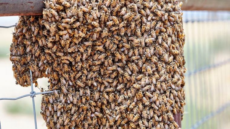 FOTO: Murió un hombre que fue atacado por un enjambre de abejas en Córdoba.