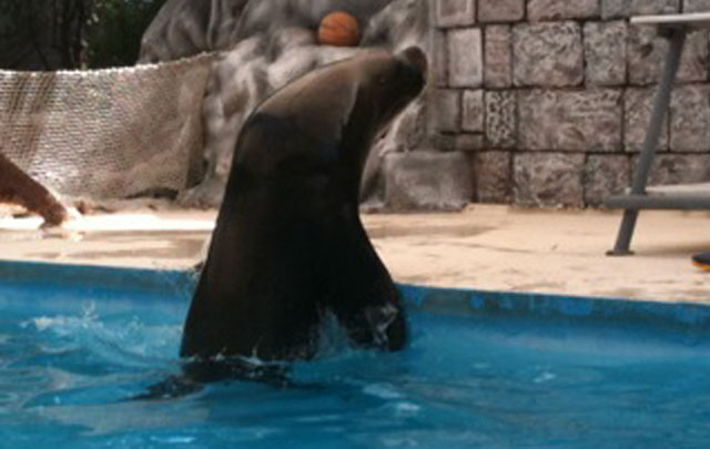 FOTO: El zoológico es una muy buena opción para los que se quedan en la ciudad. 