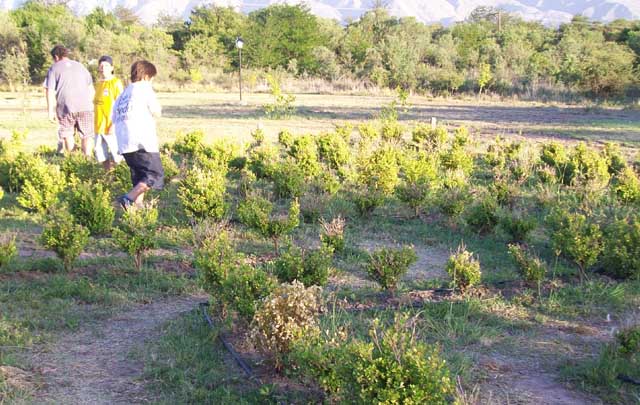 FOTO: El laberinto de Nono, actividades para disfrutar con toda la familia.