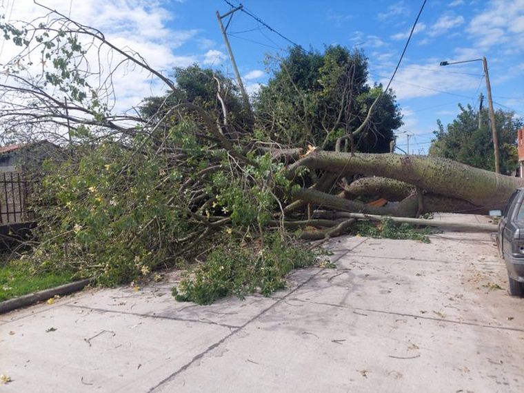 FOTO: Córdoba: Cayó un árbol de gran porte ocasionando daños materiales