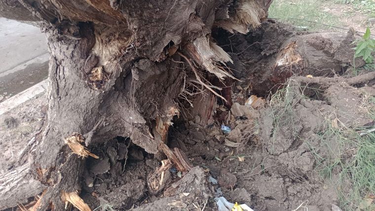 FOTO: Córdoba: Cayó un árbol de gran porte ocasionando daños materiales