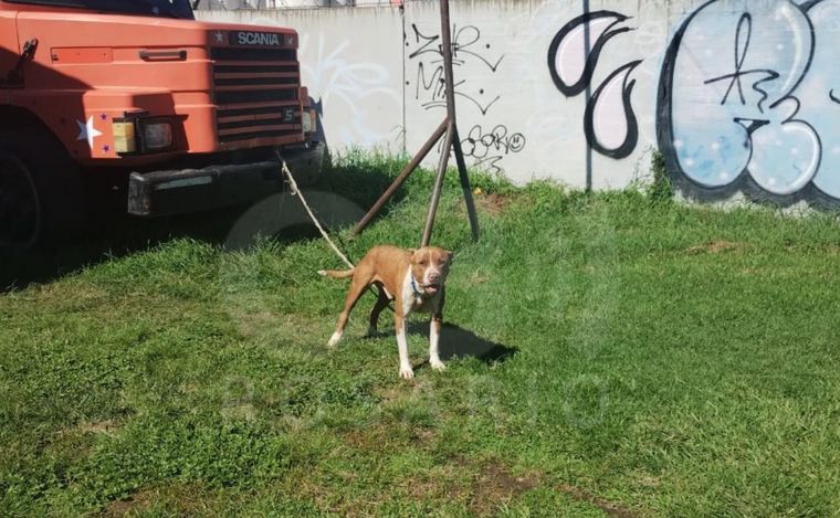 FOTO: El perro que provocó el ataque.