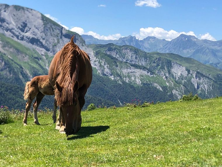 FOTO: Guía de excursiones en bicicleta por los Alpes y formador de futuros guías