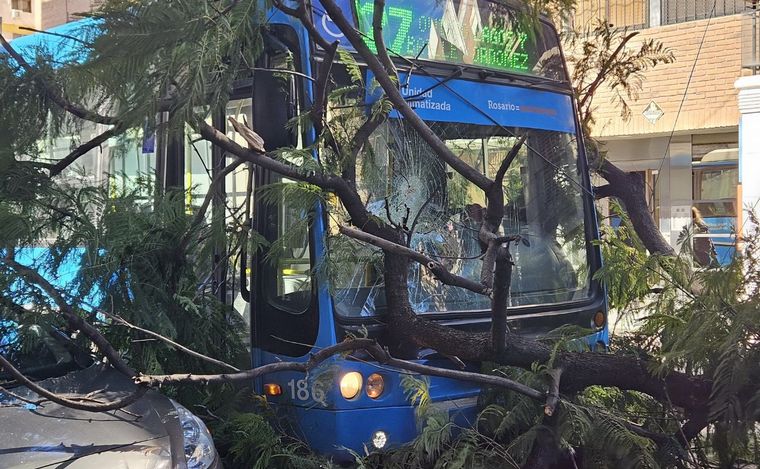 FOTO: El árbol caído sobre el colectivo.