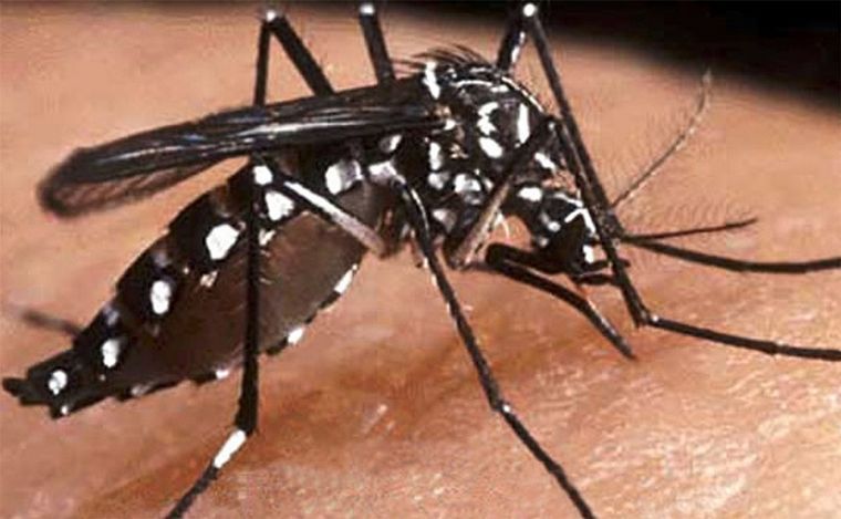 FOTO: Santa Fe: el número de casos de dengue sigue en descenso