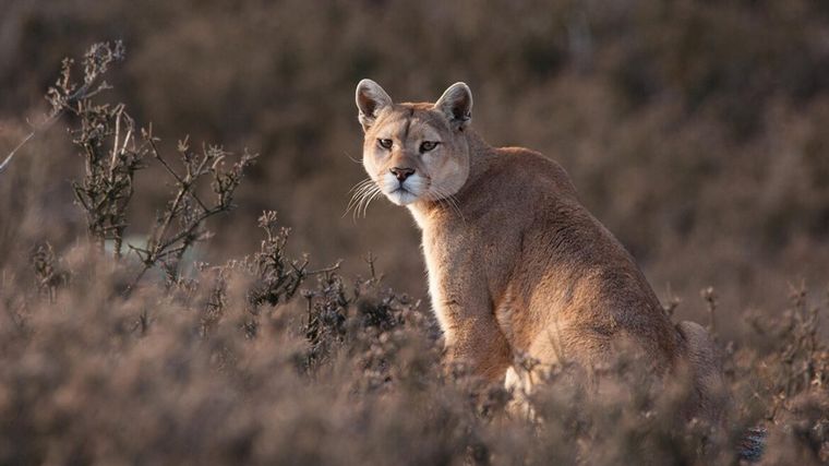 FOTO: Puma (Foto: Ladera Sur)