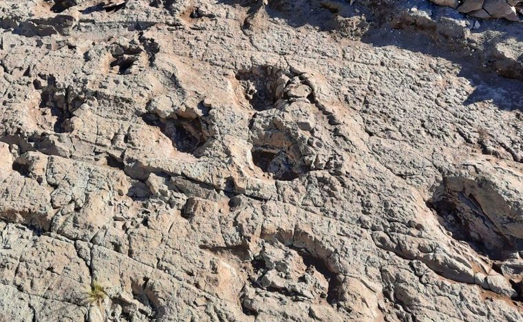 FOTO: Mendoza: Abre un museo con huellas de dinosaurios de hace 83 millones de años.