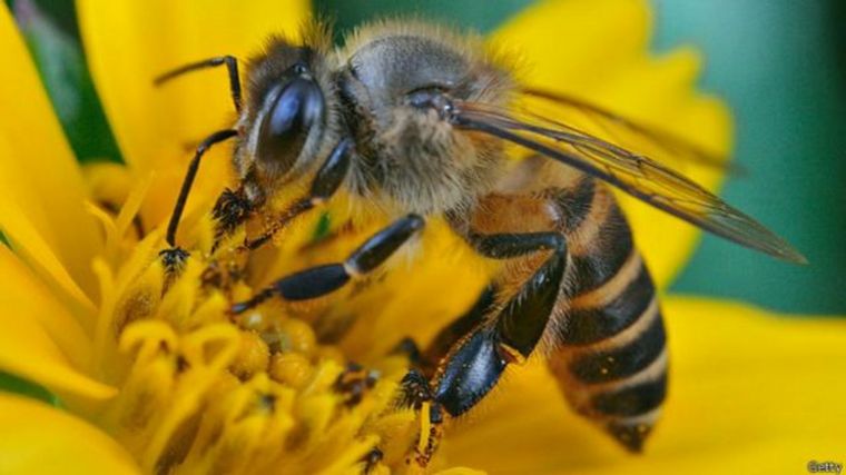 FOTO: Día mundial de las abejas: ¿por qué son importantes para el ser humano?