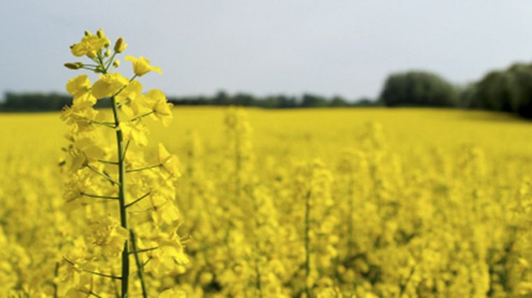 FOTO: Biocombustibles. El cultivo tiene un gran potencial. 