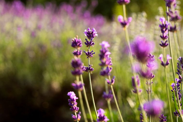 FOTO: Plantas del género “Lavandula”, perfectas para perfumar y decorar el jardín (Freepik)