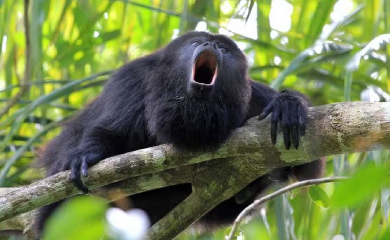 FOTO: Los monos aulladores están en peligro de extinción (EcoNews).