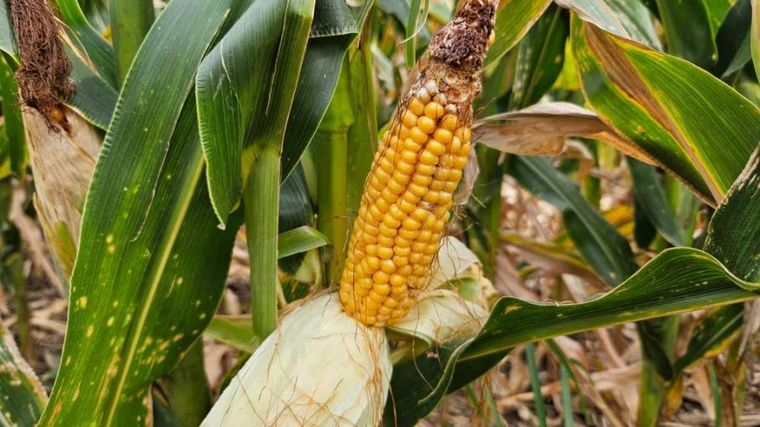 FOTO: Impacto letal. A medida que avanza la cosecha, se conoce el daño en el maíz.
