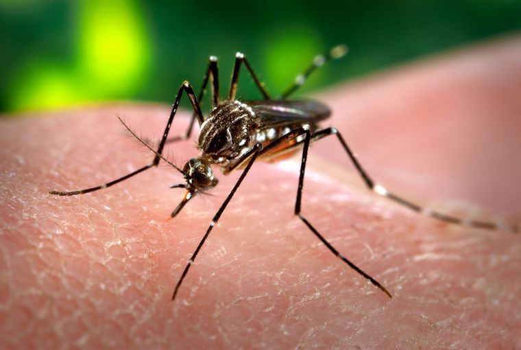 FOTO: Tucumán confirmó dos nuevos fallecimientos por Dengue