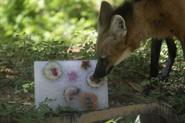 FOTO: Zoológicos de México dan helado a los animales para combatir el calor extremo