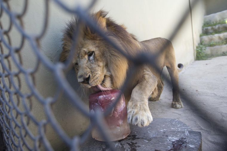 FOTO: Zoológicos de México dan helado a los animales para combatir el calor extremo