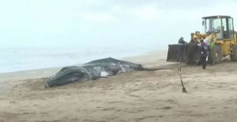 FOTO: Valeria del Mar: hallaron dos ballenas muertas en la costa e investigan qué pasó