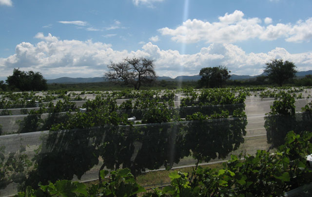 FOTO: La bodega Jairala Oller está ubicada en la belleza natural que rodea a Ischilín. 