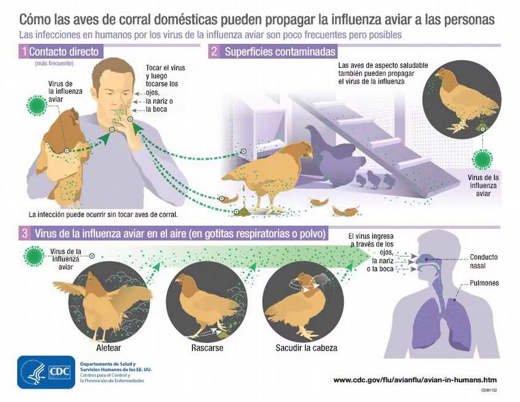 FOTO: La OMS confirmó la primera muerte humana por gripe aviar