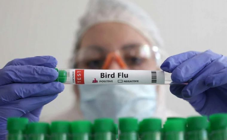 FOTO: Desmienten reporte de la OMS sobre un muerto por gripe aviar en México. (Foto: NA)