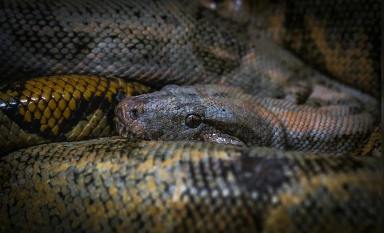 FOTO: La serpiente habría ahogado, primero, y engullido, luego, a la víctima. 