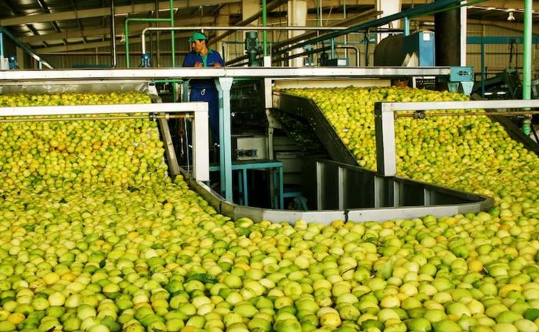 FOTO: Línea de producción de limones orgánicos.