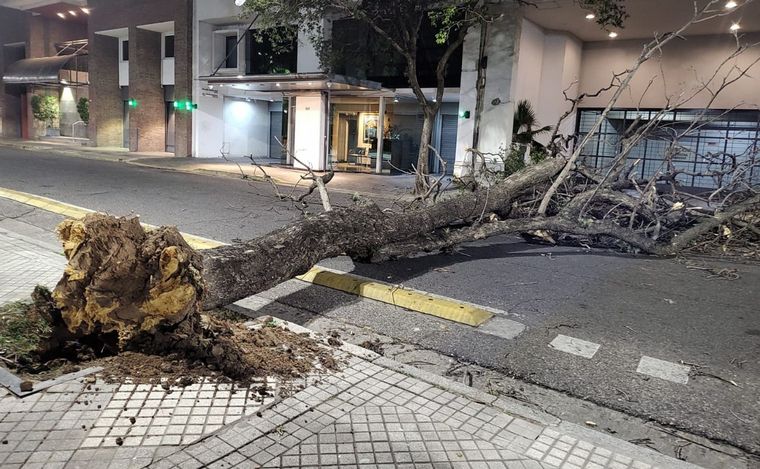 FOTO: Un árbol interrumpe el tránsito en Salta y Avenida del Huerto.