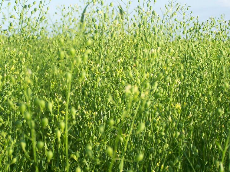 FOTO: Camelina es un anexo a la intensificación y no le saca recursos al cultivo siguiente