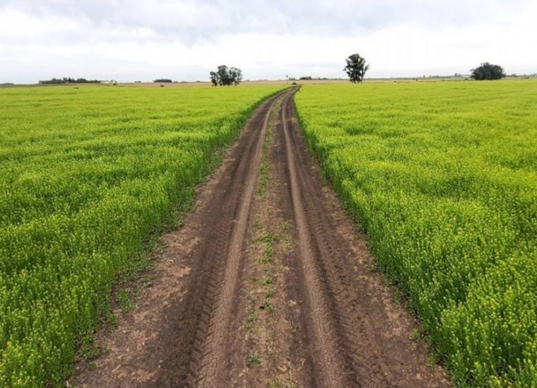 FOTO: La producción agrícola asegura que los cultivos capturen parte del carbono atmosf.