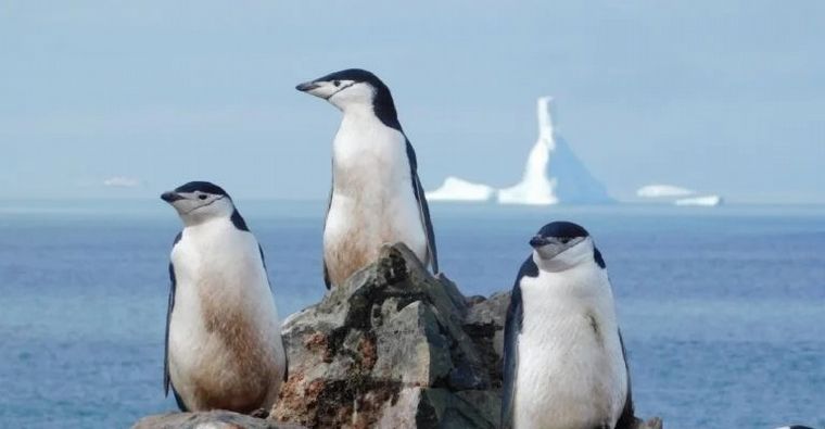 FOTO: Antártida: Dos biólogas trabajan en proyectos de biología marina en Base Carlini