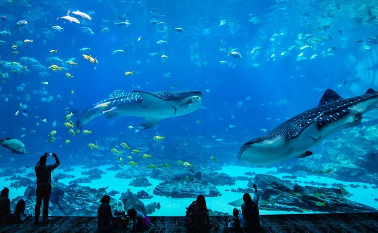 FOTO: El Acuario de Georgia recibe 3 millones de visitas por año. (Foto: Discover Atlanta)