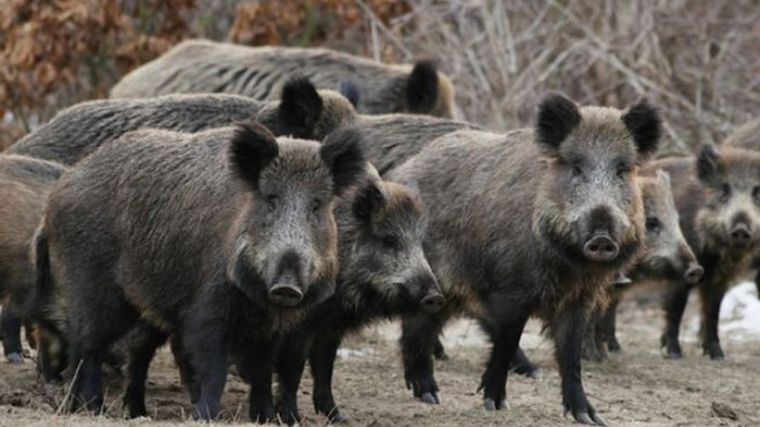 FOTO: Jabalíes, una de las principales especies a nivel nacional.