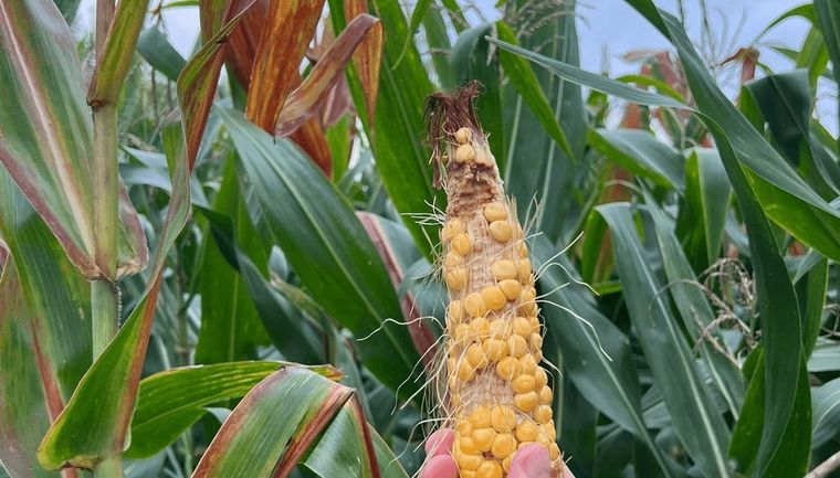 FOTO: El efecto del Achaparramiento del maíz tuvo severas consecuencias 