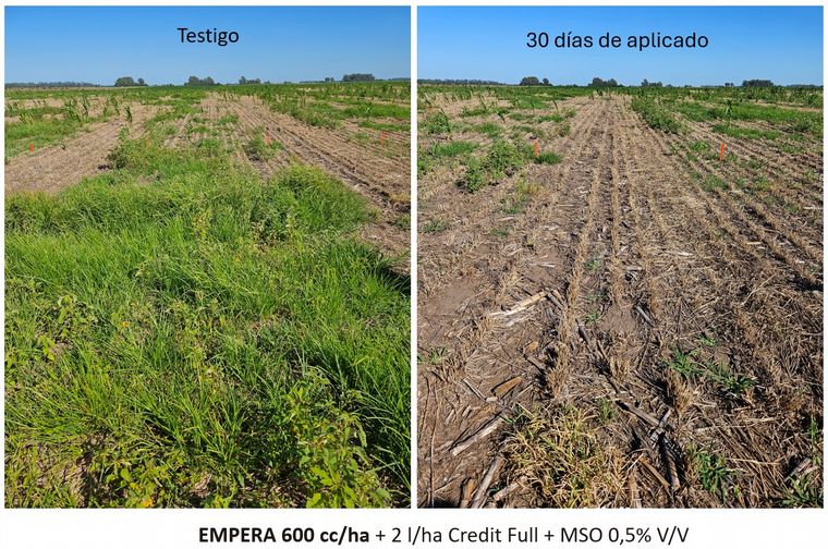 FOTO: Efectivo control de gramíneas