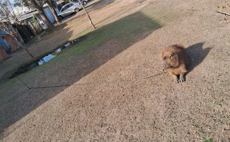 FOTO: El carpincho estaba atado con una cadena al cuello. 