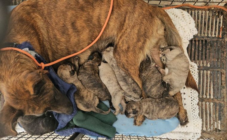 FOTO: La perra y sus 10 cachorros se encontraban en buen estado. 