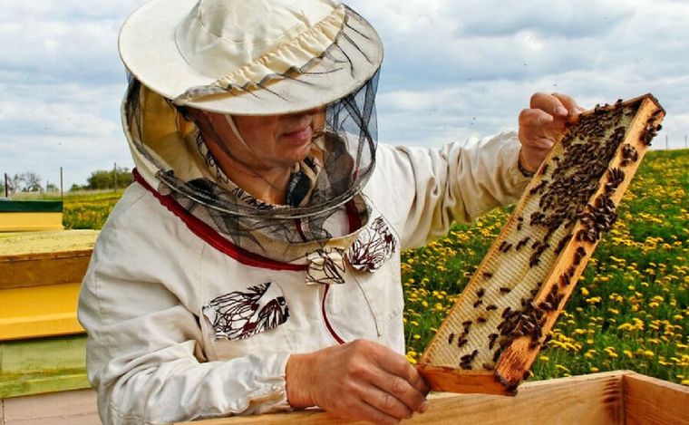 FOTO: La producción de miel en Córdoba obtuvo una distinción. (Ilustrativa/InfoCampo)