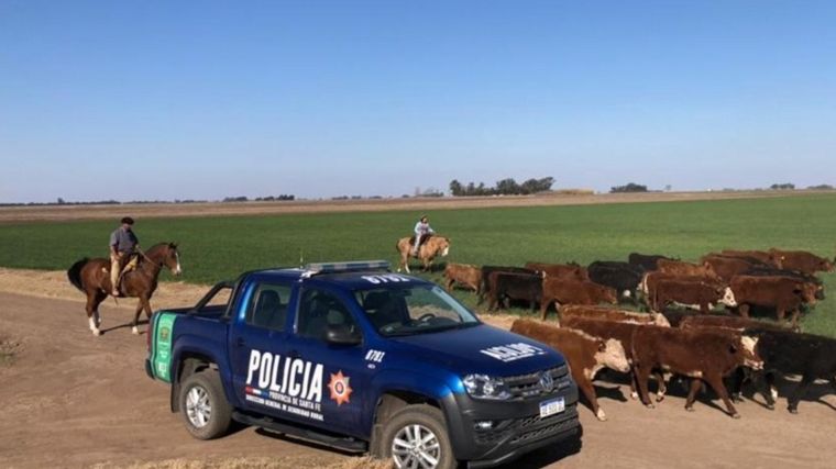 FOTO: Abigeato en Santa Fe (Foto: El Litoral)