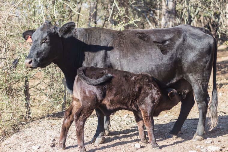 FOTO: Bellamar Estancias, una empresa de amplio éxito en agro y ganadería.