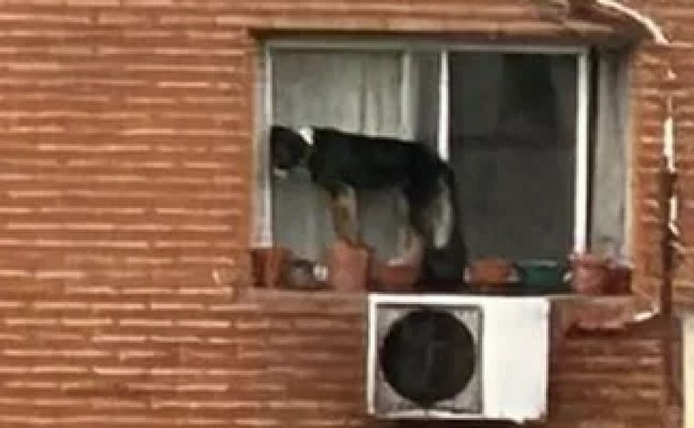 FOTO: Rescataron a un perro atrapado en el exterior de un sexto piso. (Captura)