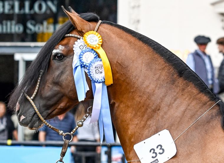 FOTO: La estampa inconfundible del Caballo Criollo en la arena de Palermo