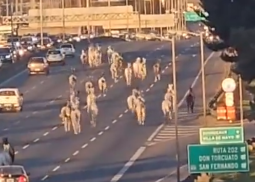 FOTO: Más de 40 caballos aparecieron corriendo entre los autos en la Panamericana