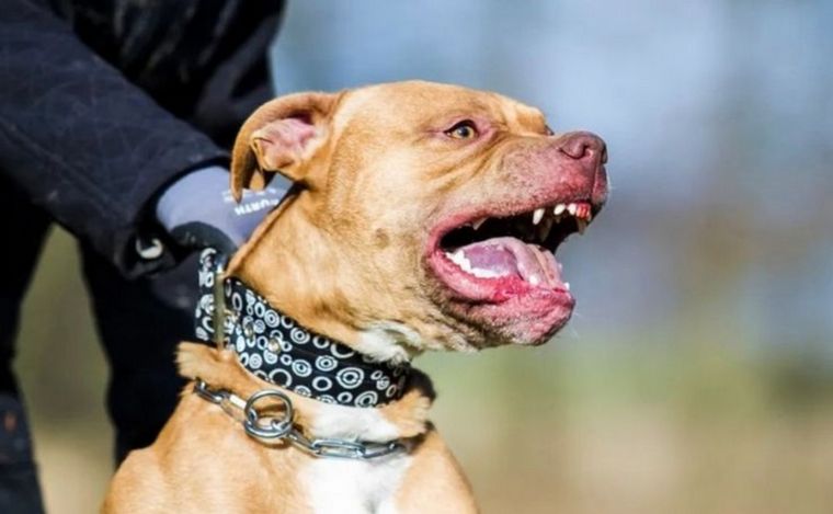 FOTO: Un pitbull atacó y mató a su dueña en Salta (Foto: archivo).