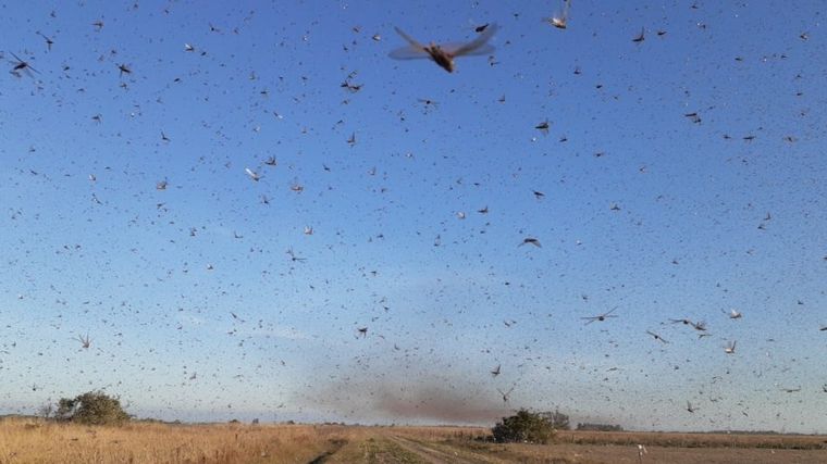 FOTO: Invasión de langostas en el Valle de Punilla