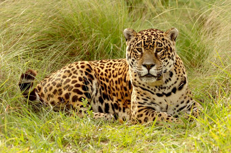 FOTO: Cazadores mataron y cuerearon a uno de los cinco yaguaretés de Formosa