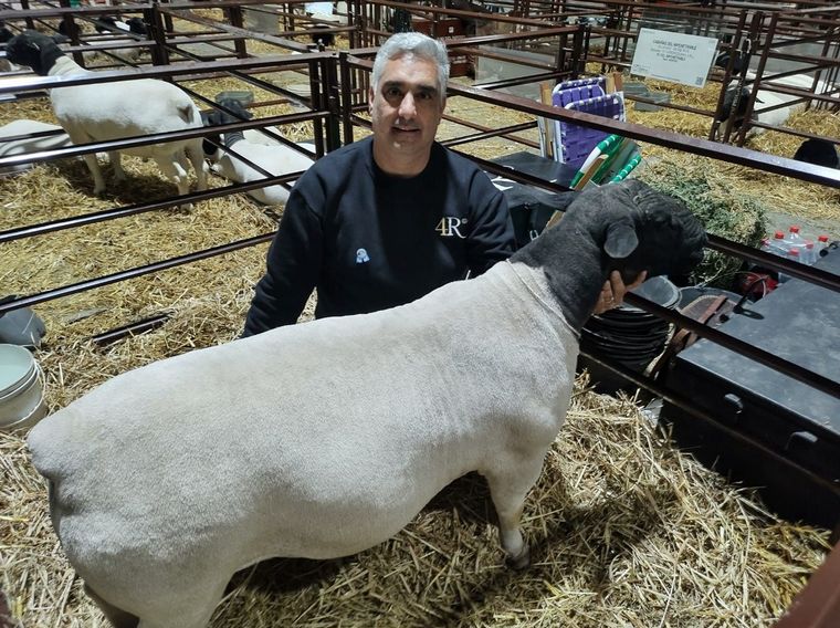 FOTO: Pura carne. La raza consolida su perfil productivo.