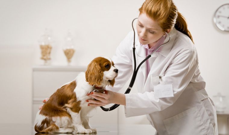 FOTO: Día del Veterinario: ¿Cuánto cuesta mantener por mes a perros y gatos? 