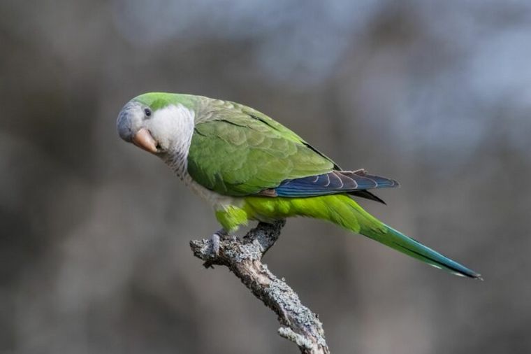 FOTO: Cotorra argentina, uno de los animales exóticos más 