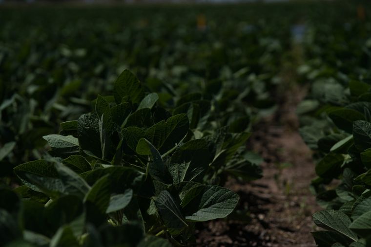 FOTO: Las pruebas a campo son variedades originarias de EEUU y Brasil